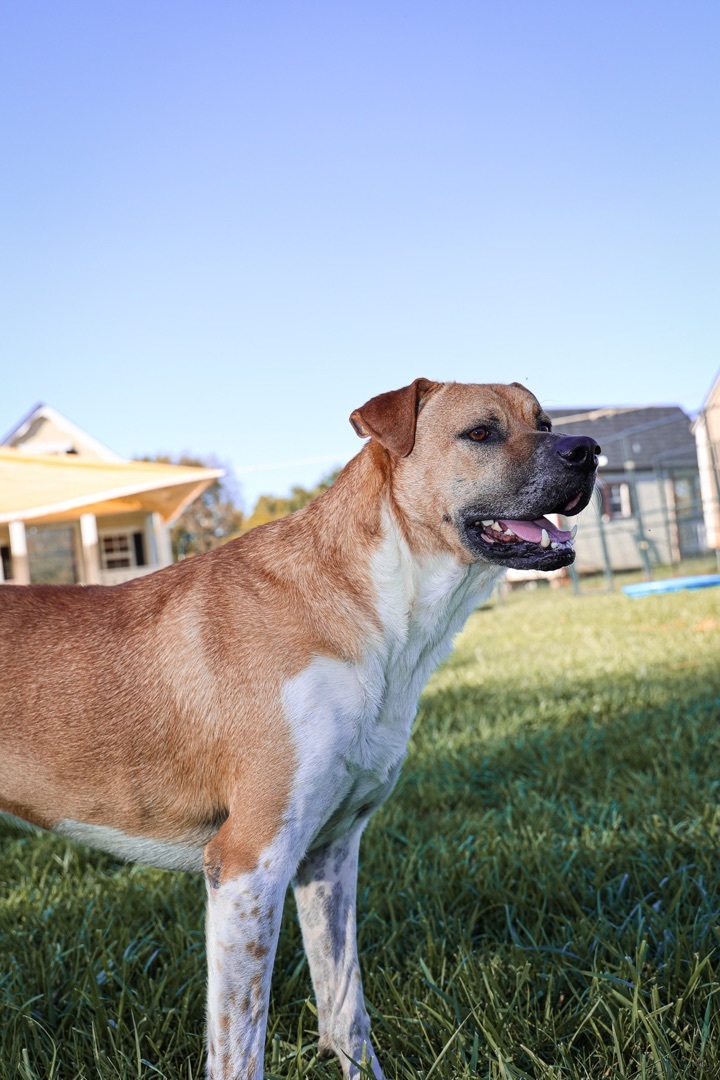 Baltz, a Adoptable Mixed Breed in Gaithersburg, MD image 4/6