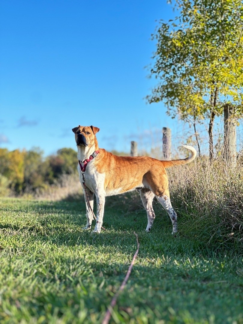 Baltz, a Adoptable Mixed Breed in Gaithersburg, MD image 5/6