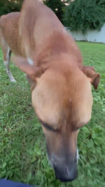 Enlarge Baltz, a Adoptable Mixed Breed in Gaithersburg, MD video 6/6