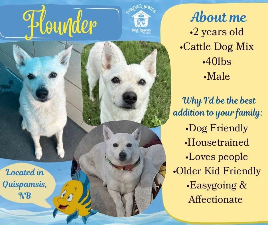 Flounder, Adoptable, Young Male Cattle Dog.