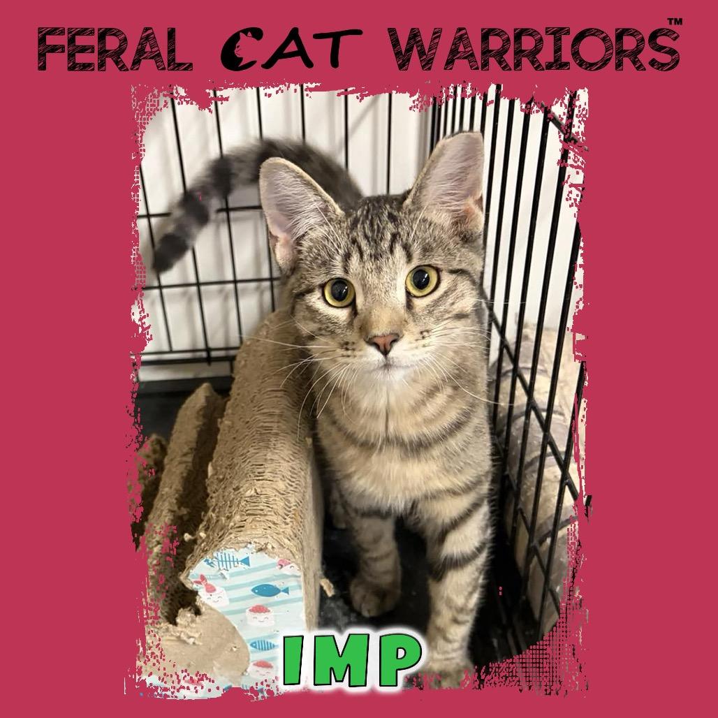 Enlarge Imp, a Adoptable mixed breed in Kingman, AZ image 1/1