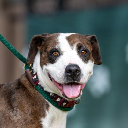 Enlarge Berta, a Adoptable mixed breed in Honolulu, HI image 1/3