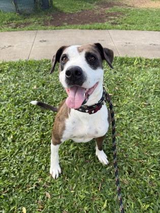 Enlarge Berta, a Adoptable mixed breed in Honolulu, HI image 2/3