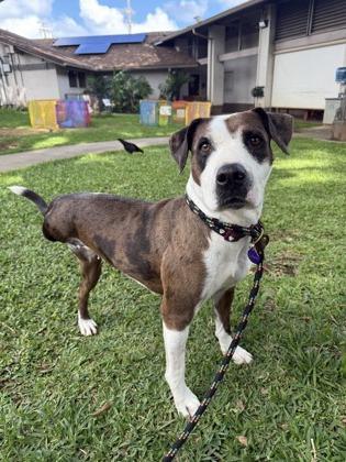 Enlarge Berta, a Adoptable mixed breed in Honolulu, HI image 3/3