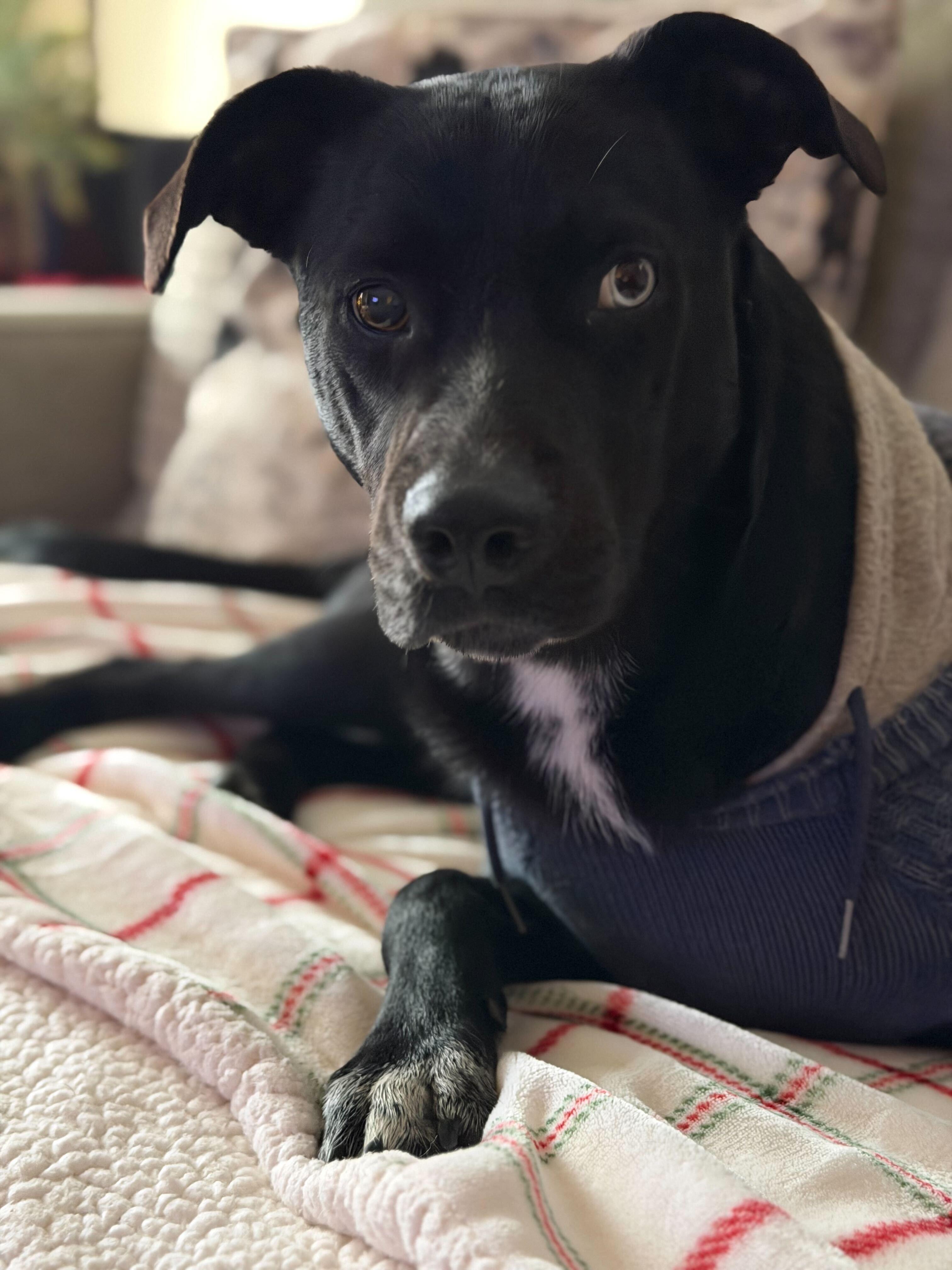 Enlarge Raider, a Adoptable mixed breed in Tracy, CA image 1/6