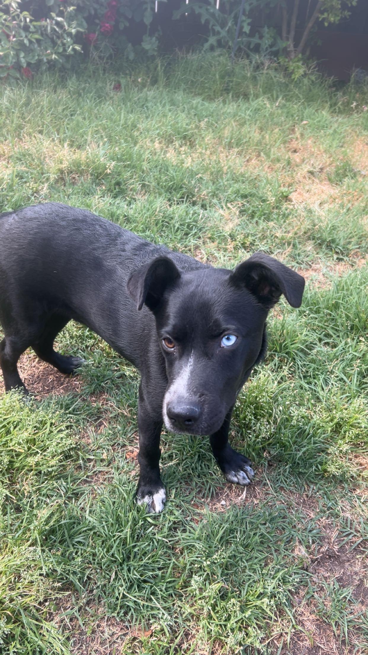 Enlarge Raider, a Adoptable mixed breed in Tracy, CA image 2/6