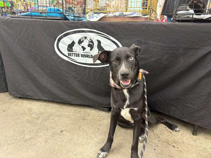 Enlarge Raider, a Adoptable mixed breed in Tracy, CA image 3/6