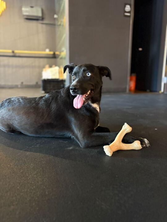 Enlarge Raider, a Adoptable mixed breed in Tracy, CA image 4/6