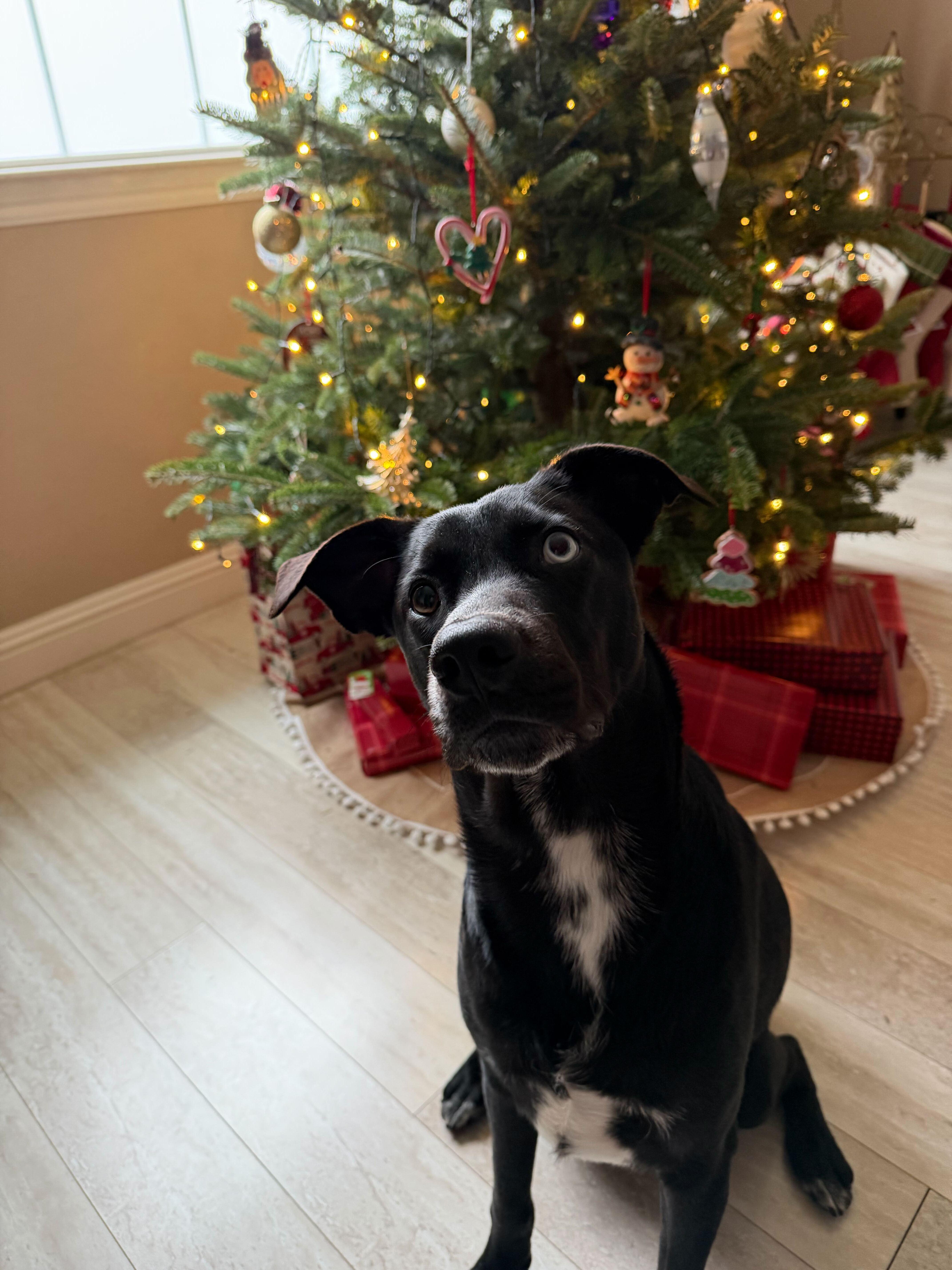 Enlarge Raider, a Adoptable mixed breed in Tracy, CA image 5/6