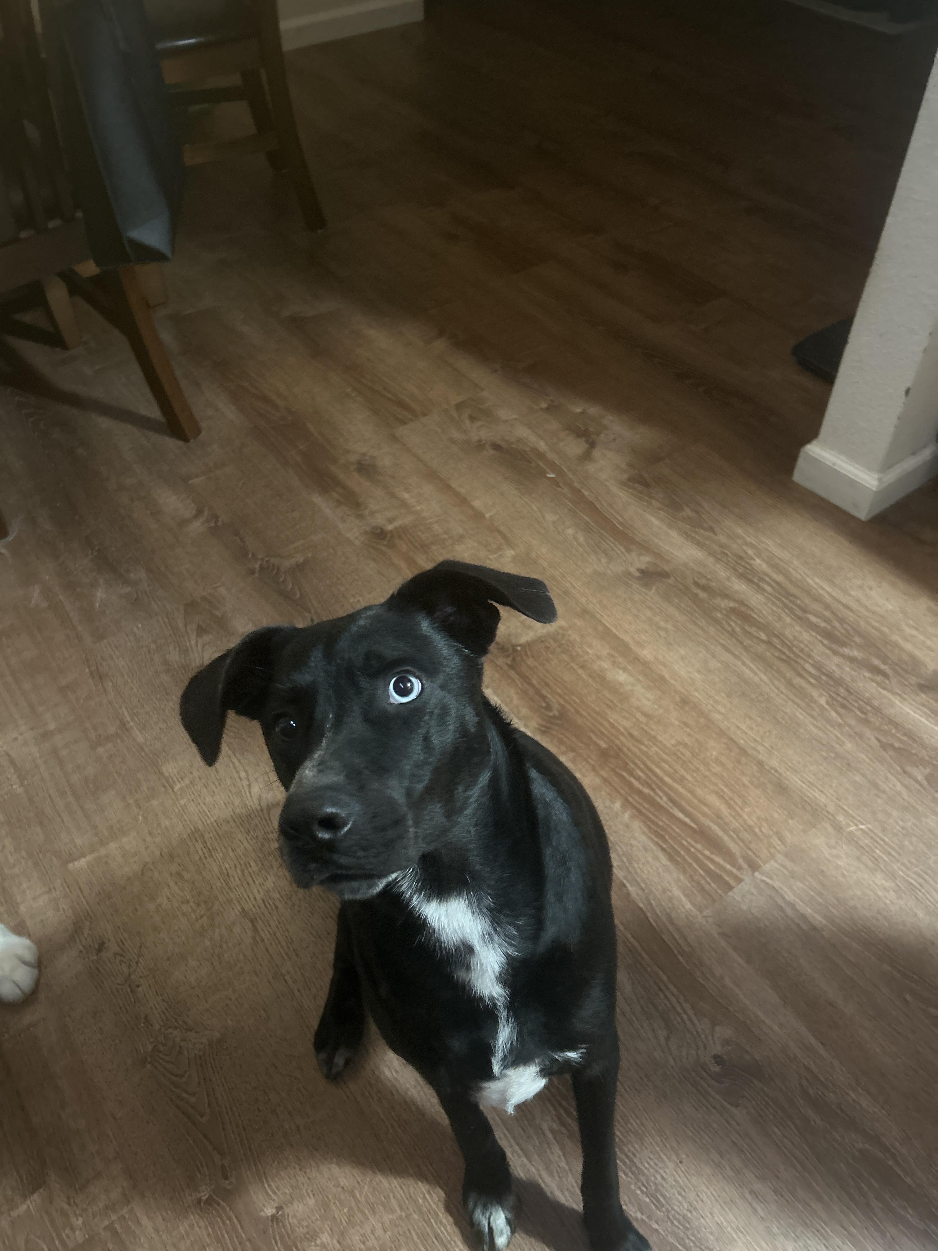 Enlarge Raider, a Adoptable mixed breed in Tracy, CA image 6/6