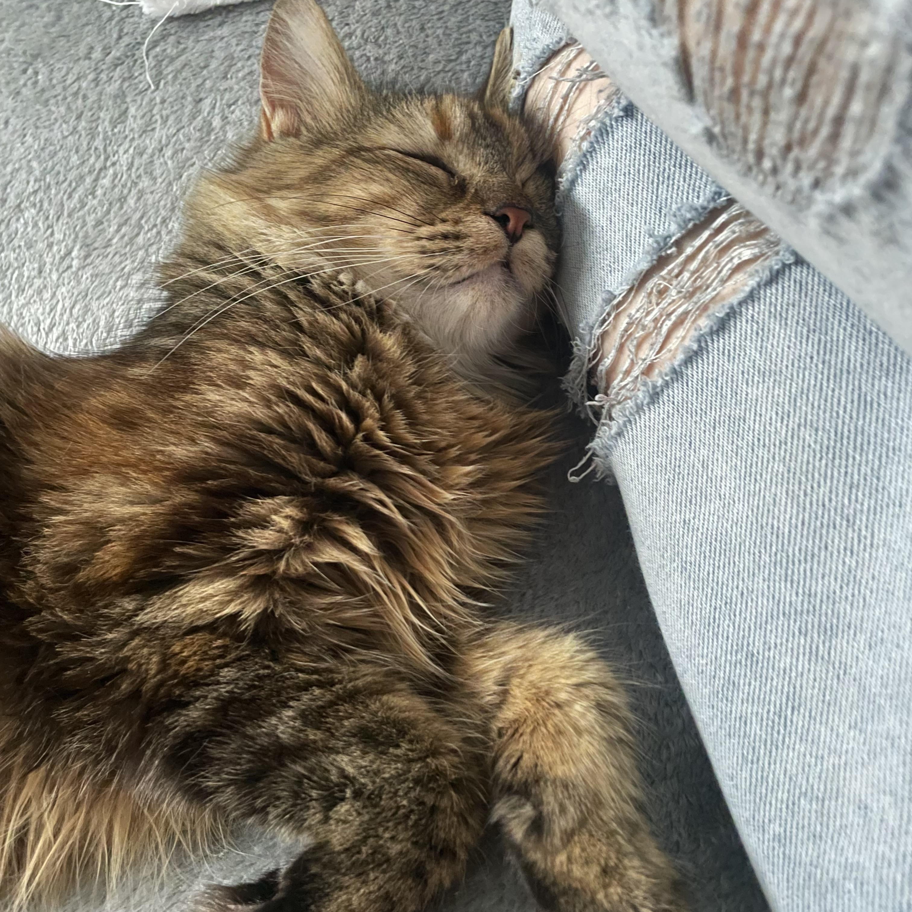 Esmeralda, Adopted, Young Female Maine Coon & Tabby.