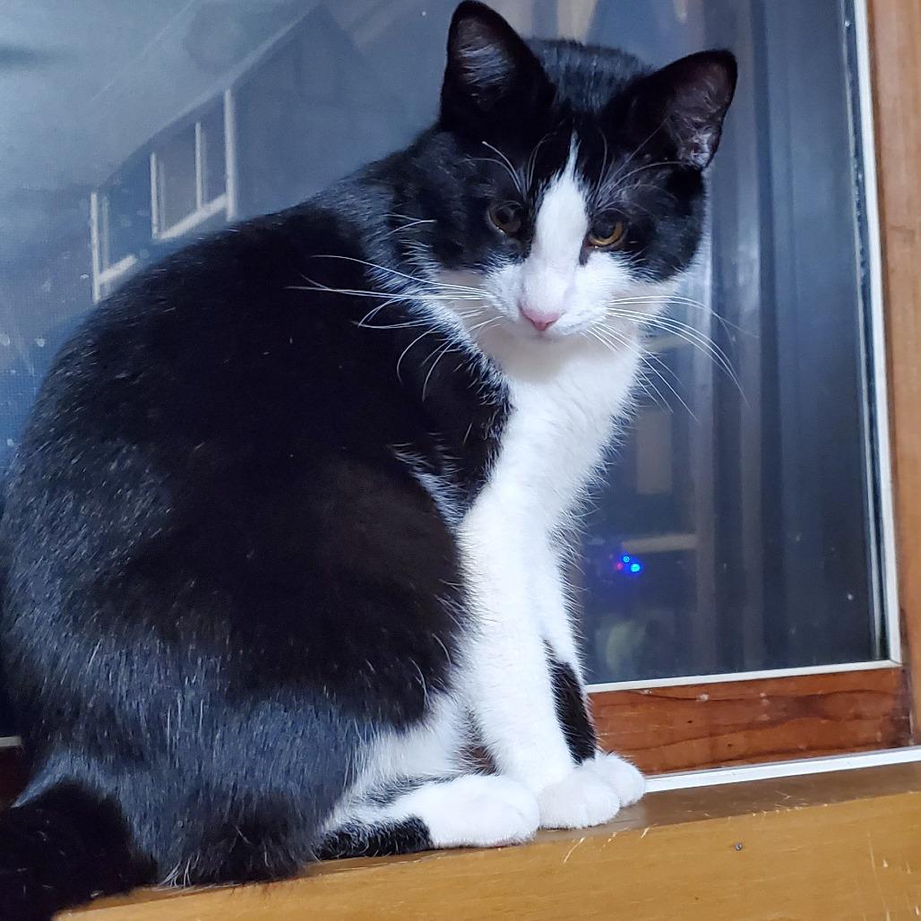 Vigilante, Adoptable, Adult Male Domestic Short Hair.