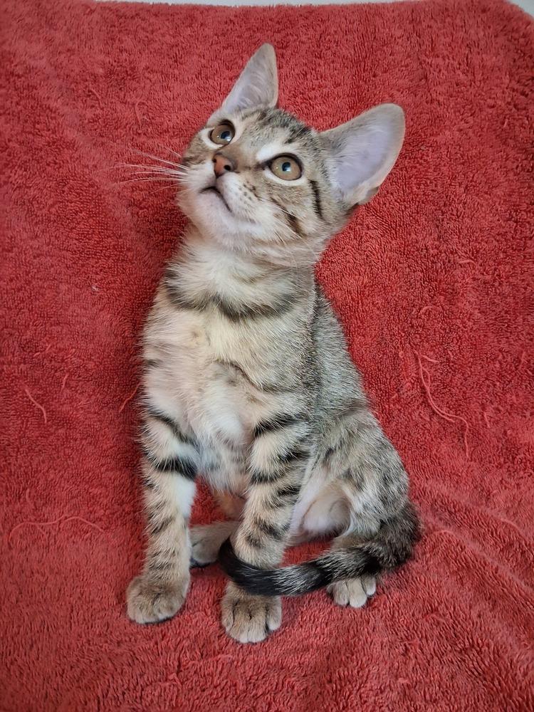 Enlarge Erin, a Adoptable Domestic Short Hair in Wheaton, IL image 2/5