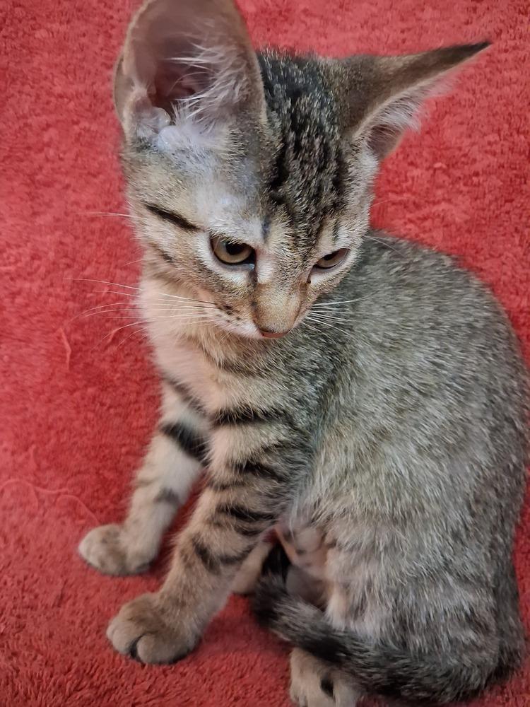 Enlarge Erin, a Adoptable Domestic Short Hair in Wheaton, IL image 3/5
