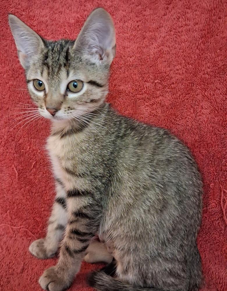 Enlarge Erin, a Adoptable Domestic Short Hair in Wheaton, IL image 4/5