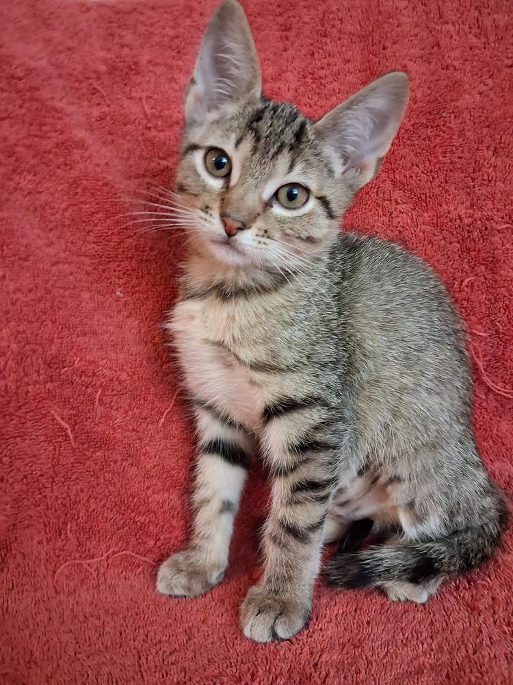 Enlarge Erin, a Adoptable Domestic Short Hair in Wheaton, IL image 5/5