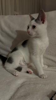 Enlarge Moochie, a Adoptable mixed breed in Montreal, QC image 1/3