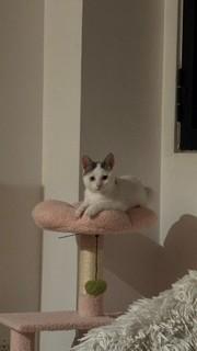 Enlarge Moochie, a Adoptable mixed breed in Montreal, QC image 2/3