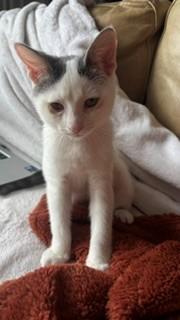 Enlarge Moochie, a Adoptable mixed breed in Montreal, QC image 3/3