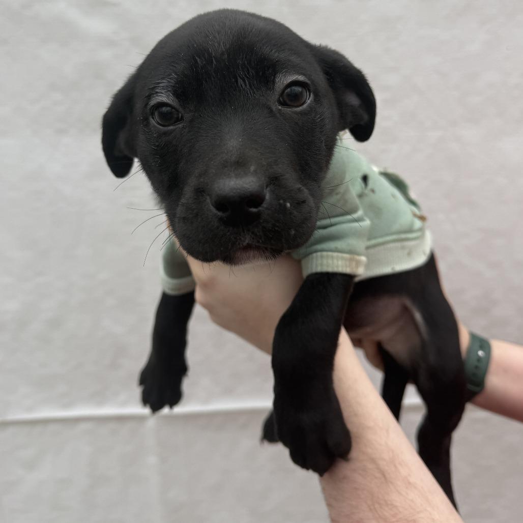 Zebra, Adoptable, Puppy Female Pit Bull Terrier.