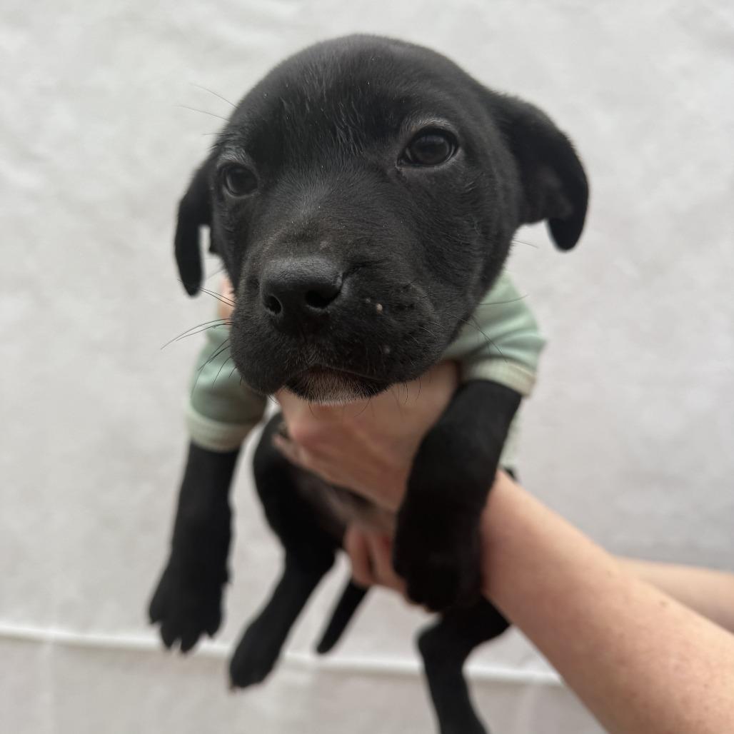 Enlarge Zebra, a Adoptable Pit Bull Terrier in Wake Forest, NC image 2/2