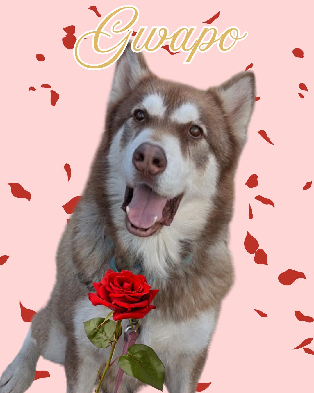GWAPO, Adoptable, Young Male Alaskan Malamute.