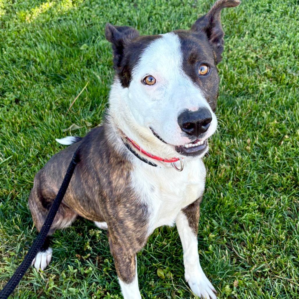 Enlarge Rick, a Adoptable Mixed Breed in St Joseph, MO image 1/2
