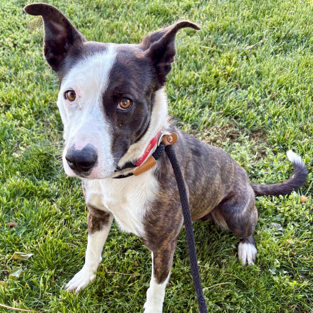 Enlarge Rick, a Adoptable Mixed Breed in St Joseph, MO image 2/2