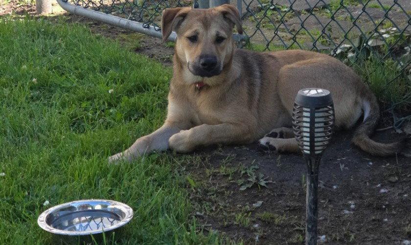 Enlarge Thelma, a Adopted Yellow Labrador Retriever in Tonawanda, NY image 1/3