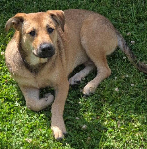 Enlarge Thelma, a Adopted Yellow Labrador Retriever in Tonawanda, NY image 3/3