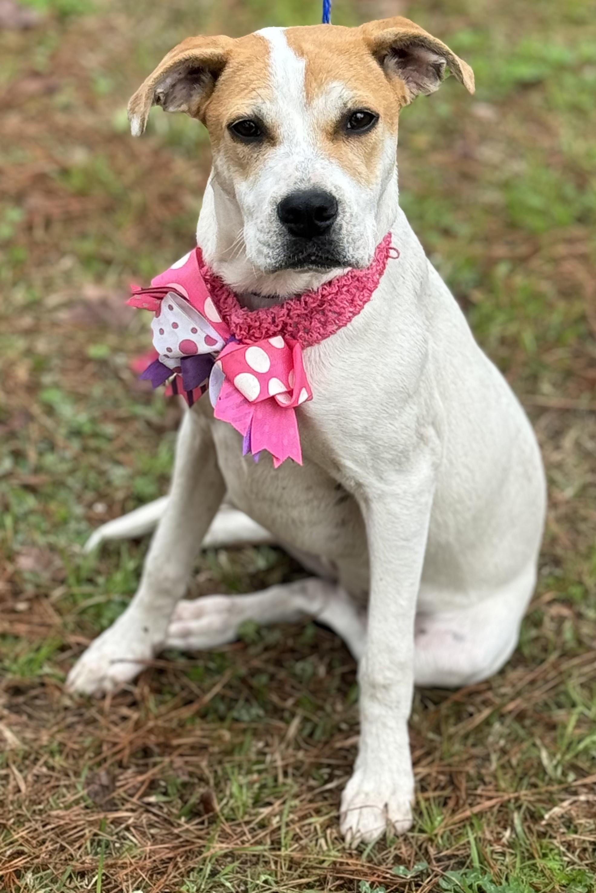 BUTERBALL, Adoptable, Young Female American Bulldog & Hound.
