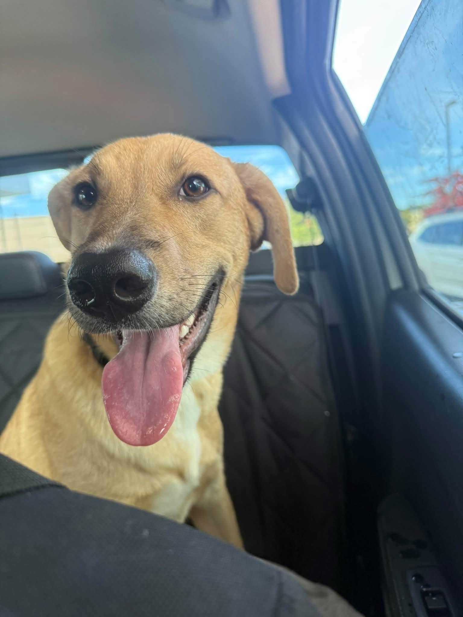 Enlarge Cee-lo in NH. Come Meet our Adoptable Dogs Wednesday-Saturday. More info in Bio, a Adoptable mixed breed in Manchester, NH image 6/6