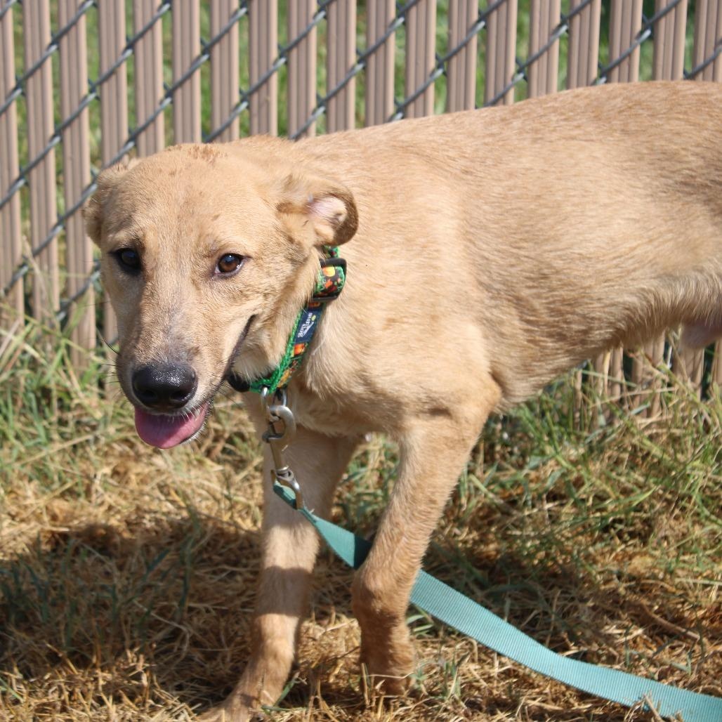 Enlarge Cee-lo in NH. Come Meet our Adoptable Dogs Wednesday-Saturday. More info in Bio, a Adoptable mixed breed in Manchester, NH image 3/6