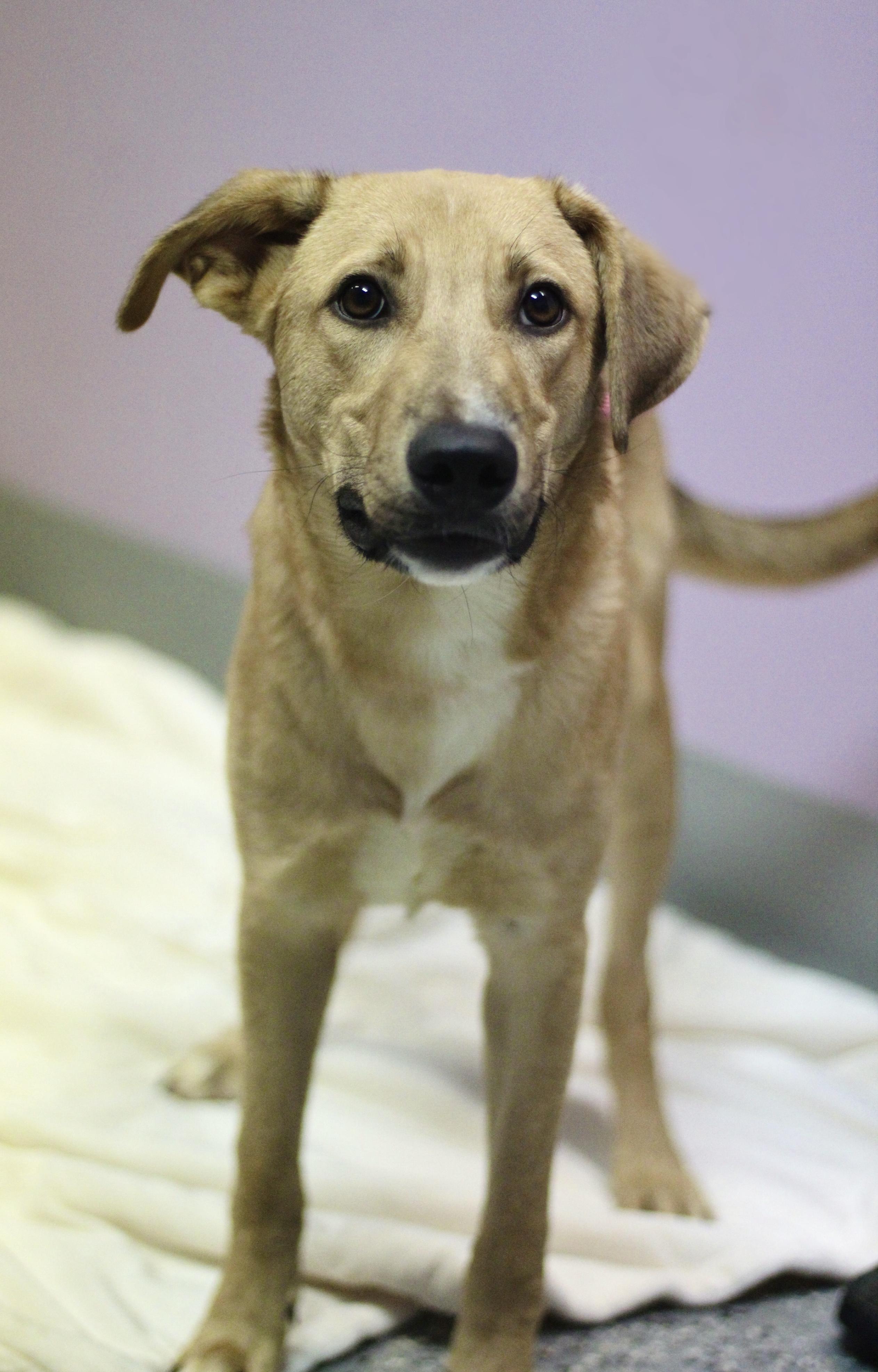 Enlarge Cee-lo in NH. Come Meet our Adoptable Dogs Wednesday-Saturday. More info in Bio, a Adoptable mixed breed in Manchester, NH image 2/6