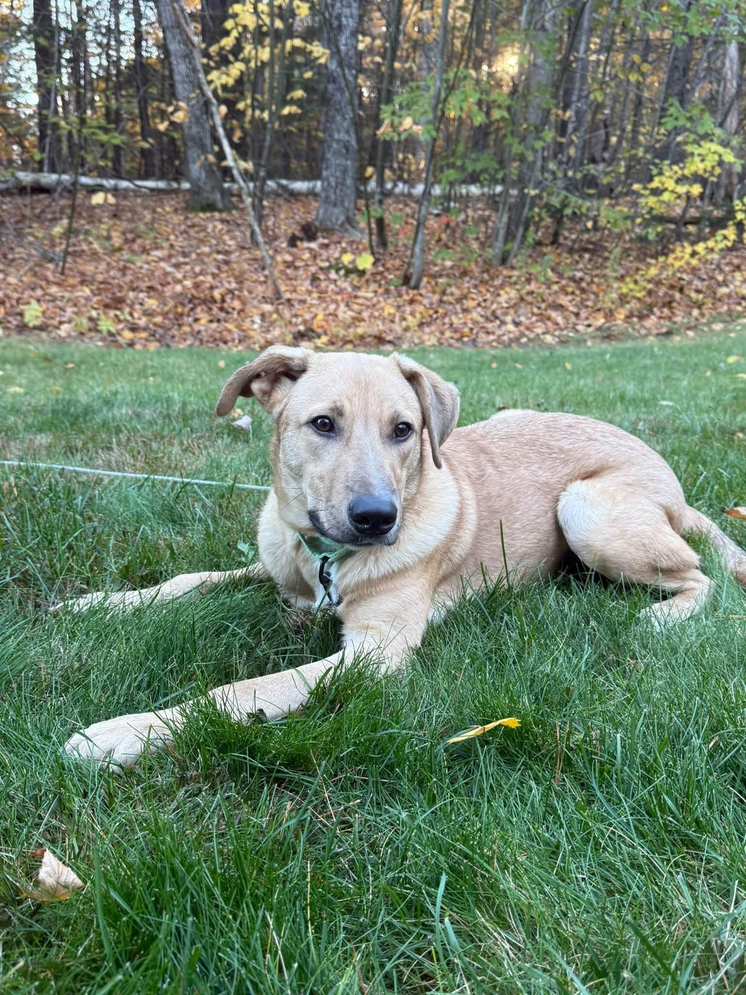 Enlarge Cee-lo in NH. Come Meet our Adoptable Dogs Wednesday-Saturday. More info in Bio, a Adoptable mixed breed in Manchester, NH image 5/6