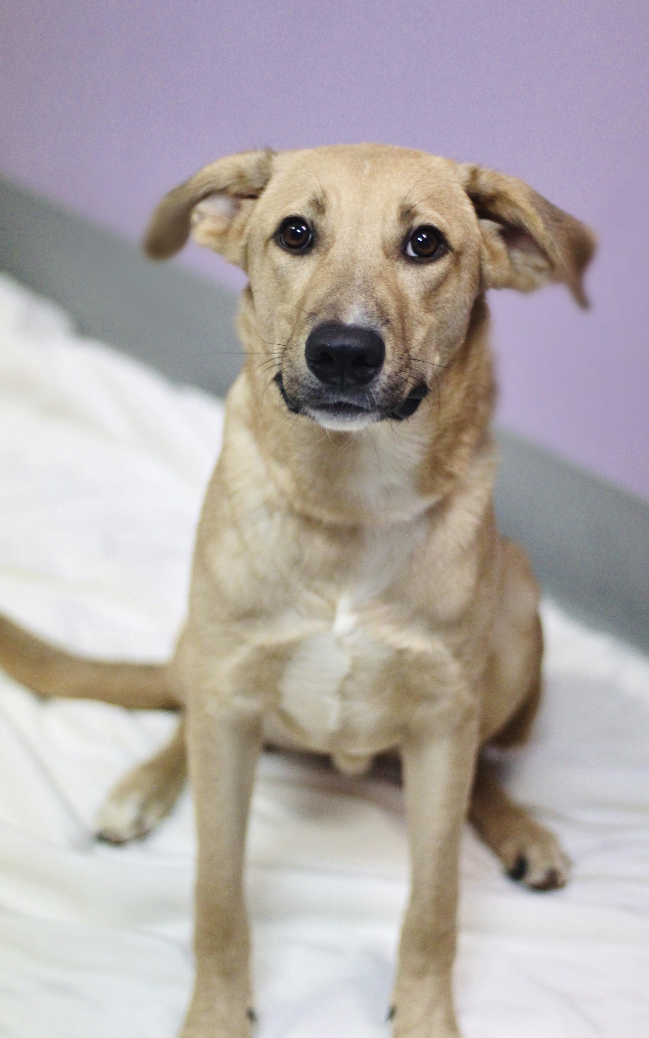 Enlarge Cee-lo in NH. Come Meet our Adoptable Dogs Wednesday-Saturday. More info in Bio, a Adoptable mixed breed in Manchester, NH image 1/6