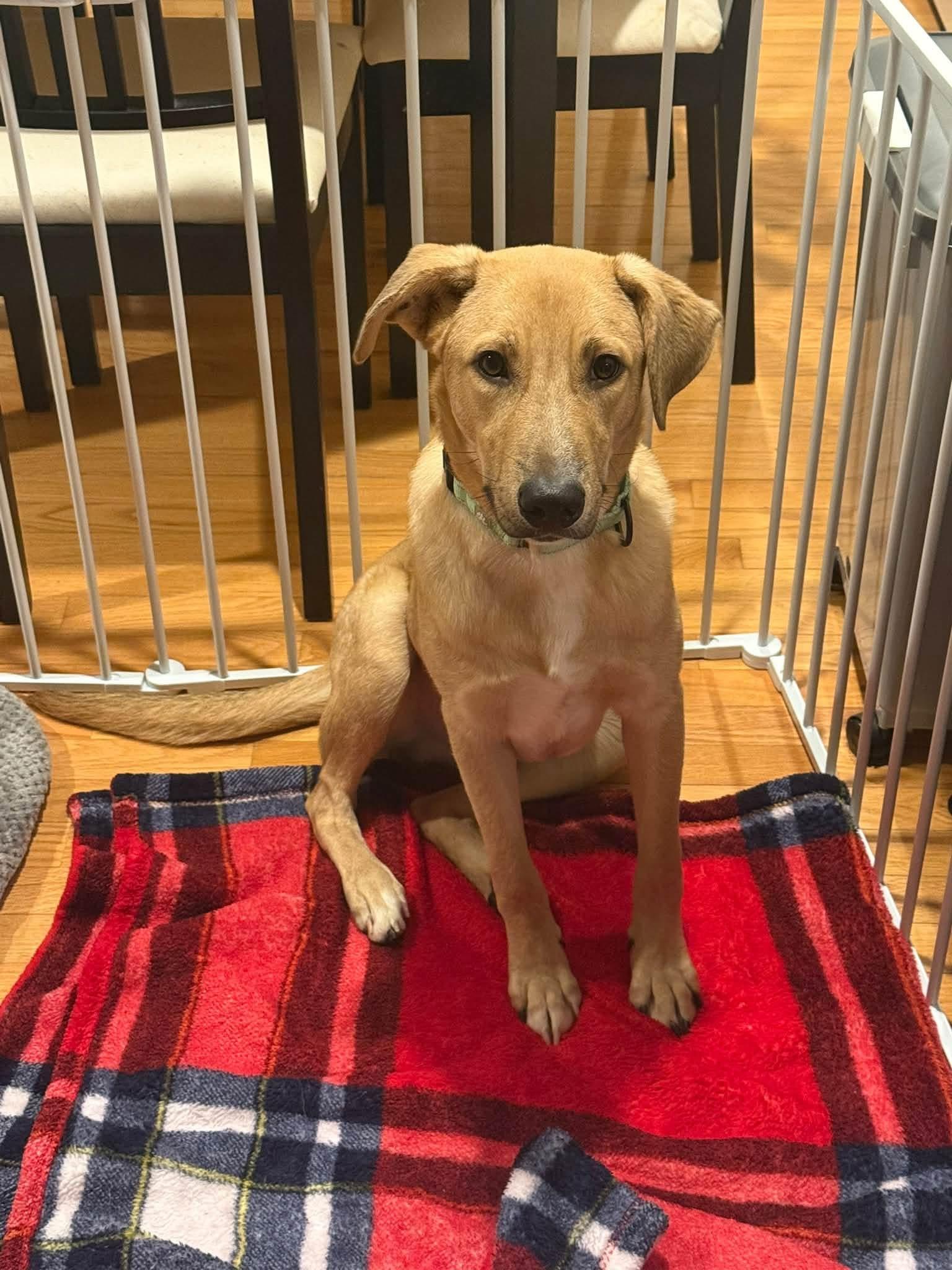 Enlarge Cee-lo in NH. Come Meet our Adoptable Dogs Wednesday-Saturday. More info in Bio, a Adoptable mixed breed in Manchester, NH image 4/6