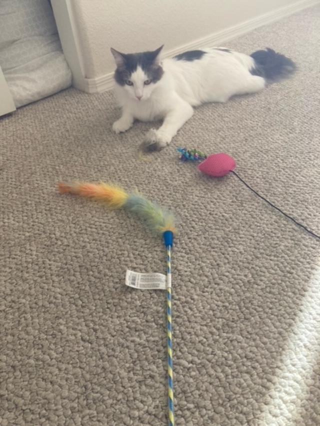 Enlarge Sebastian, a Adoptable Domestic Medium Hair in Phoenix, AZ image 2/6