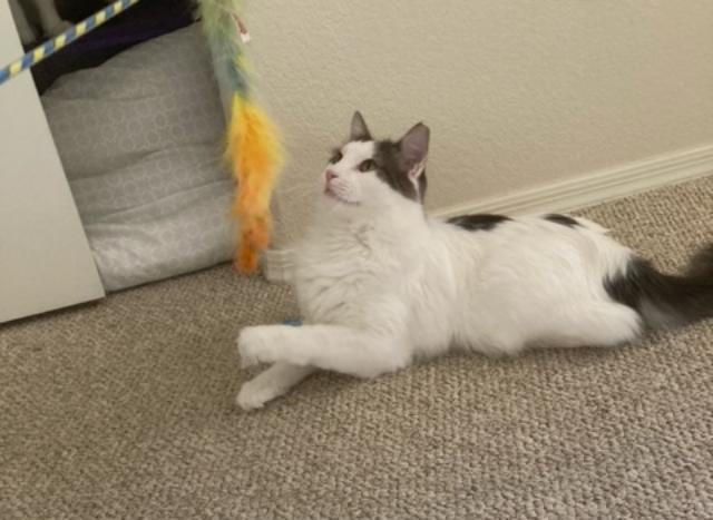 Enlarge Sebastian, a Adoptable Domestic Medium Hair in Phoenix, AZ image 3/6