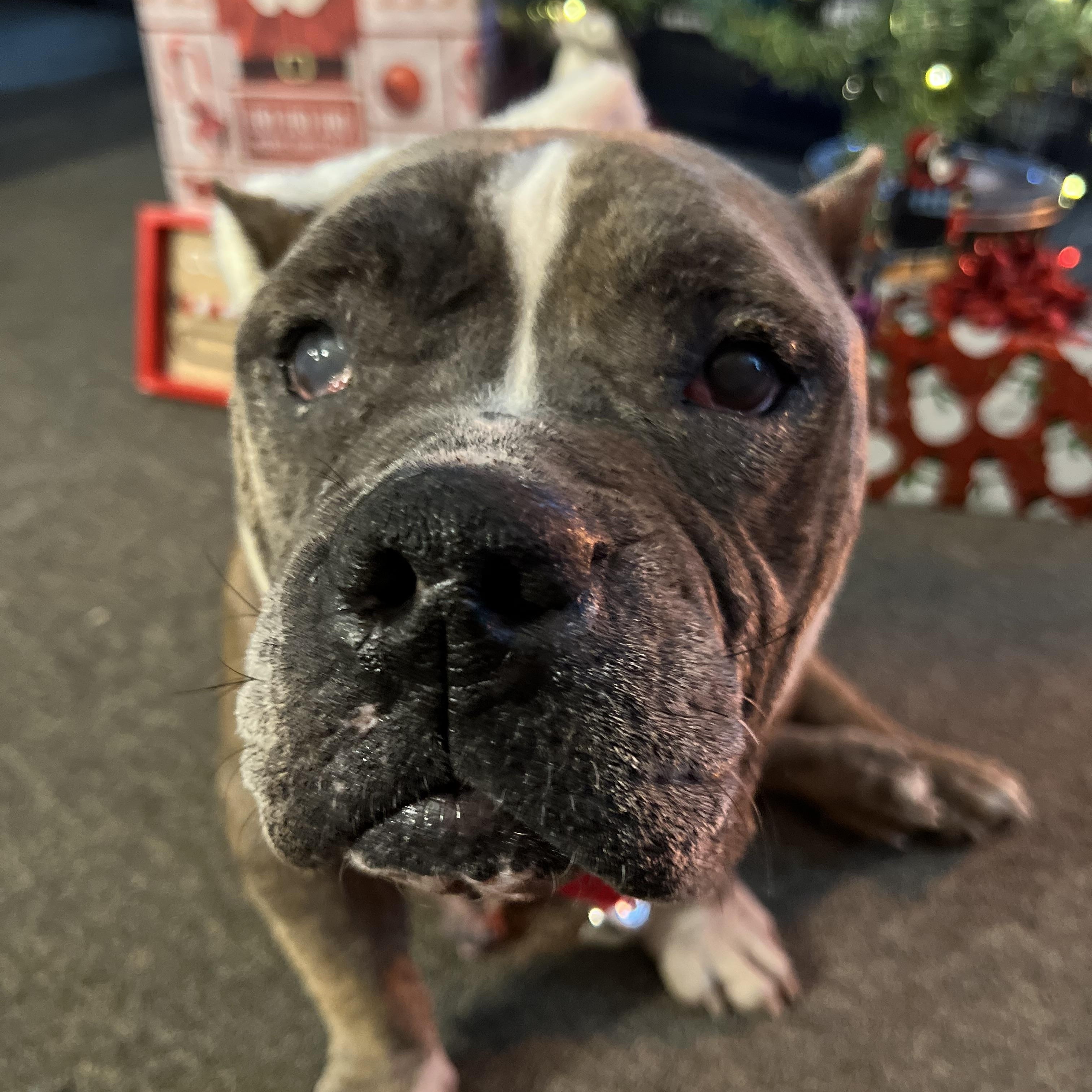 Enlarge Nina, a ADOPTABLE mixed breed in Bowdoin, ME image 1/6