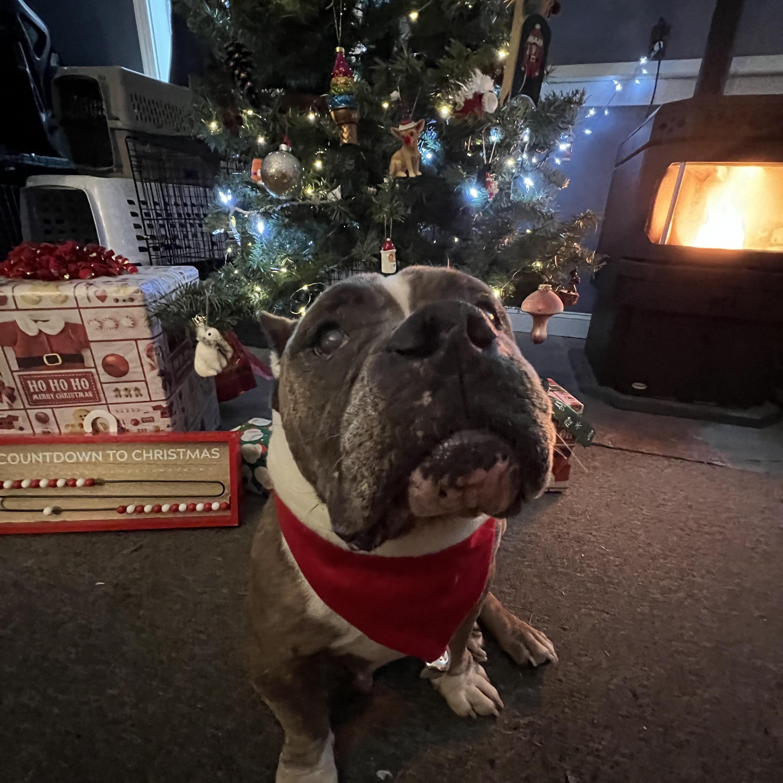 Enlarge Nina, a ADOPTABLE mixed breed in Bowdoin, ME image 2/6