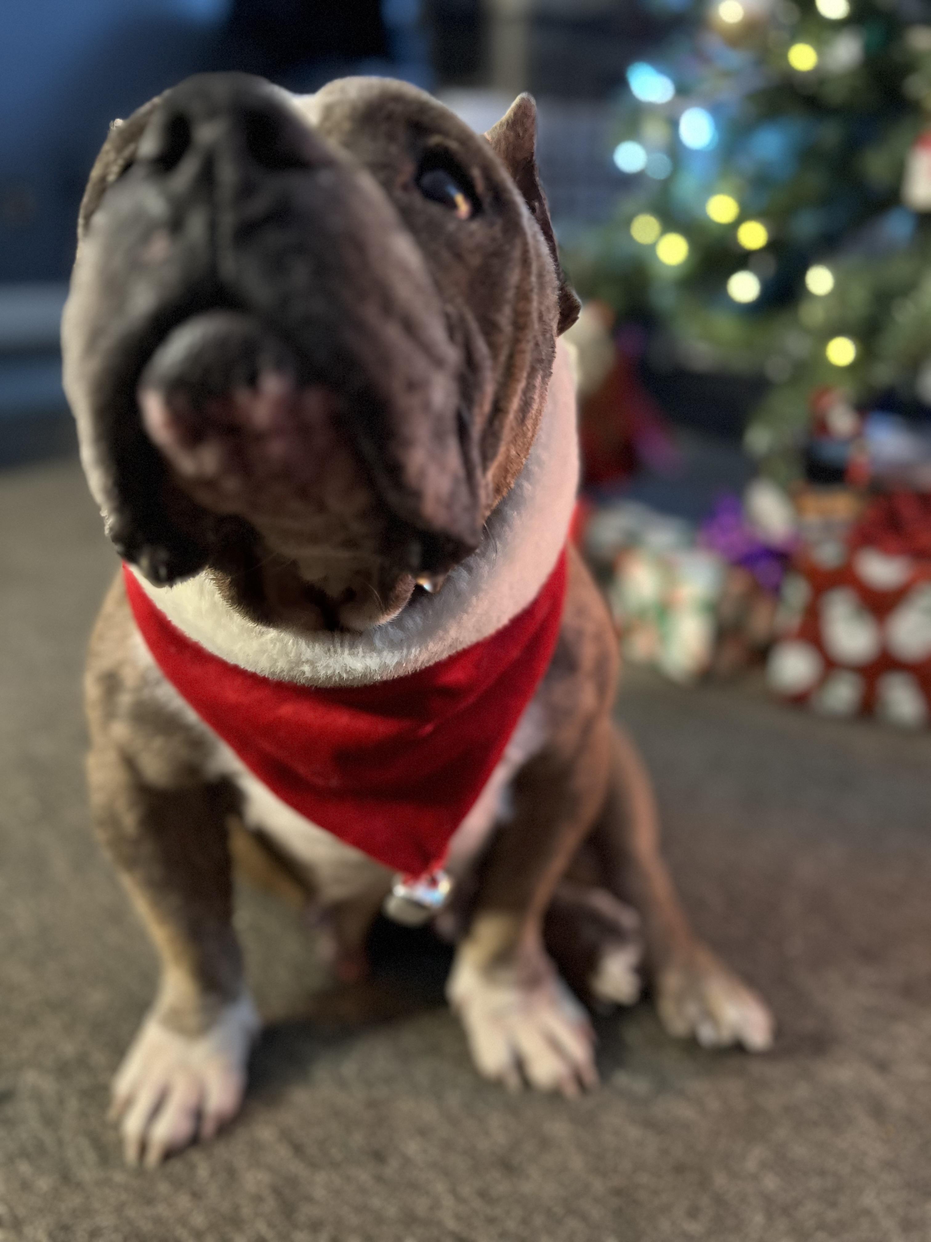 Enlarge Nina, a ADOPTABLE mixed breed in Bowdoin, ME image 3/6