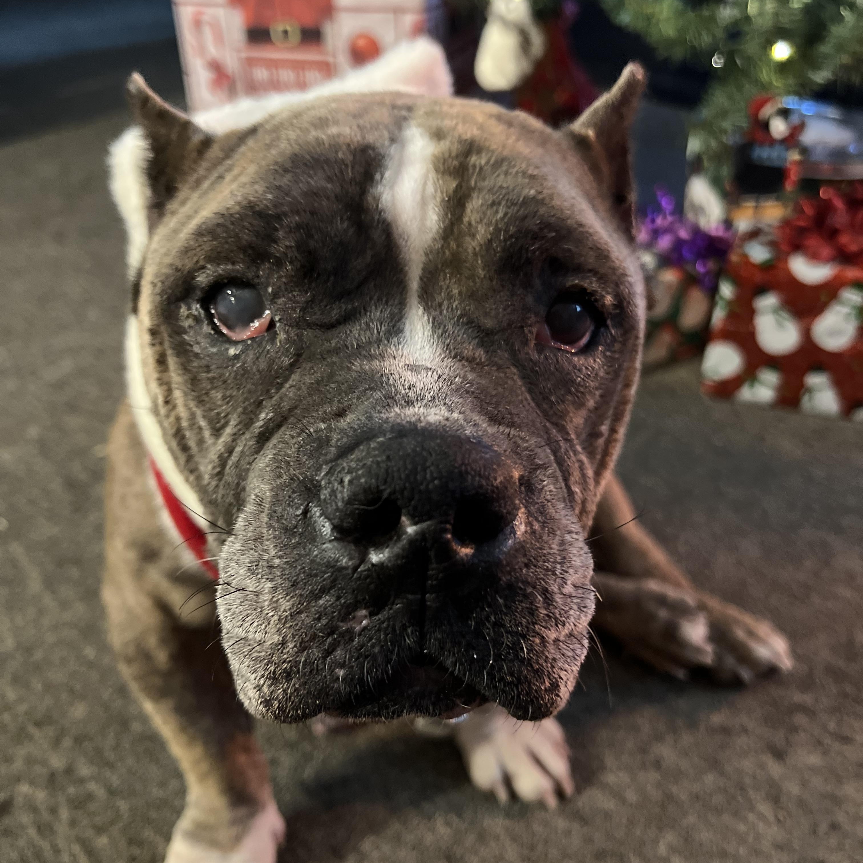 Enlarge Nina, a ADOPTABLE mixed breed in Bowdoin, ME image 4/6