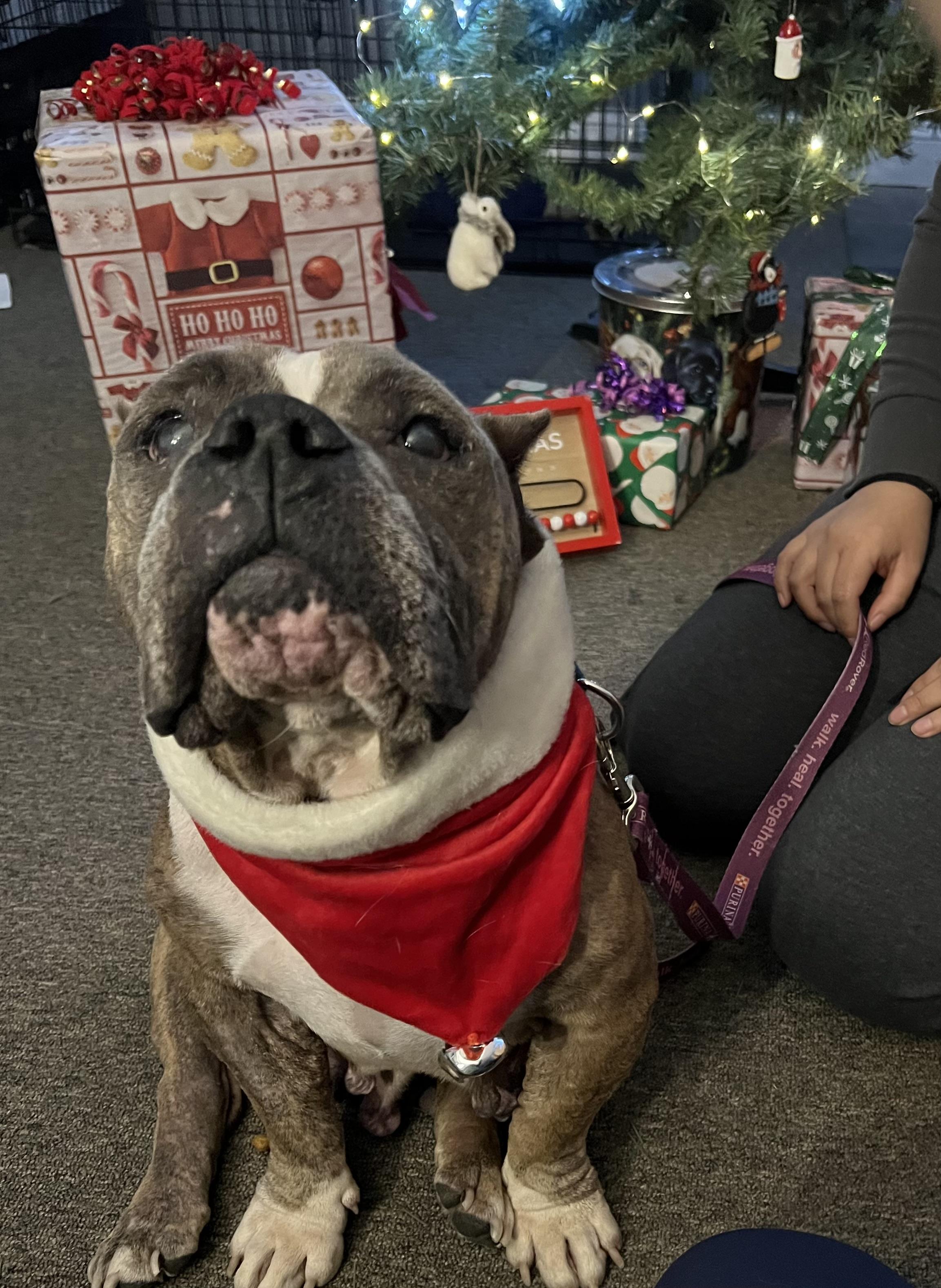 Enlarge Nina, a ADOPTABLE mixed breed in Bowdoin, ME image 5/6