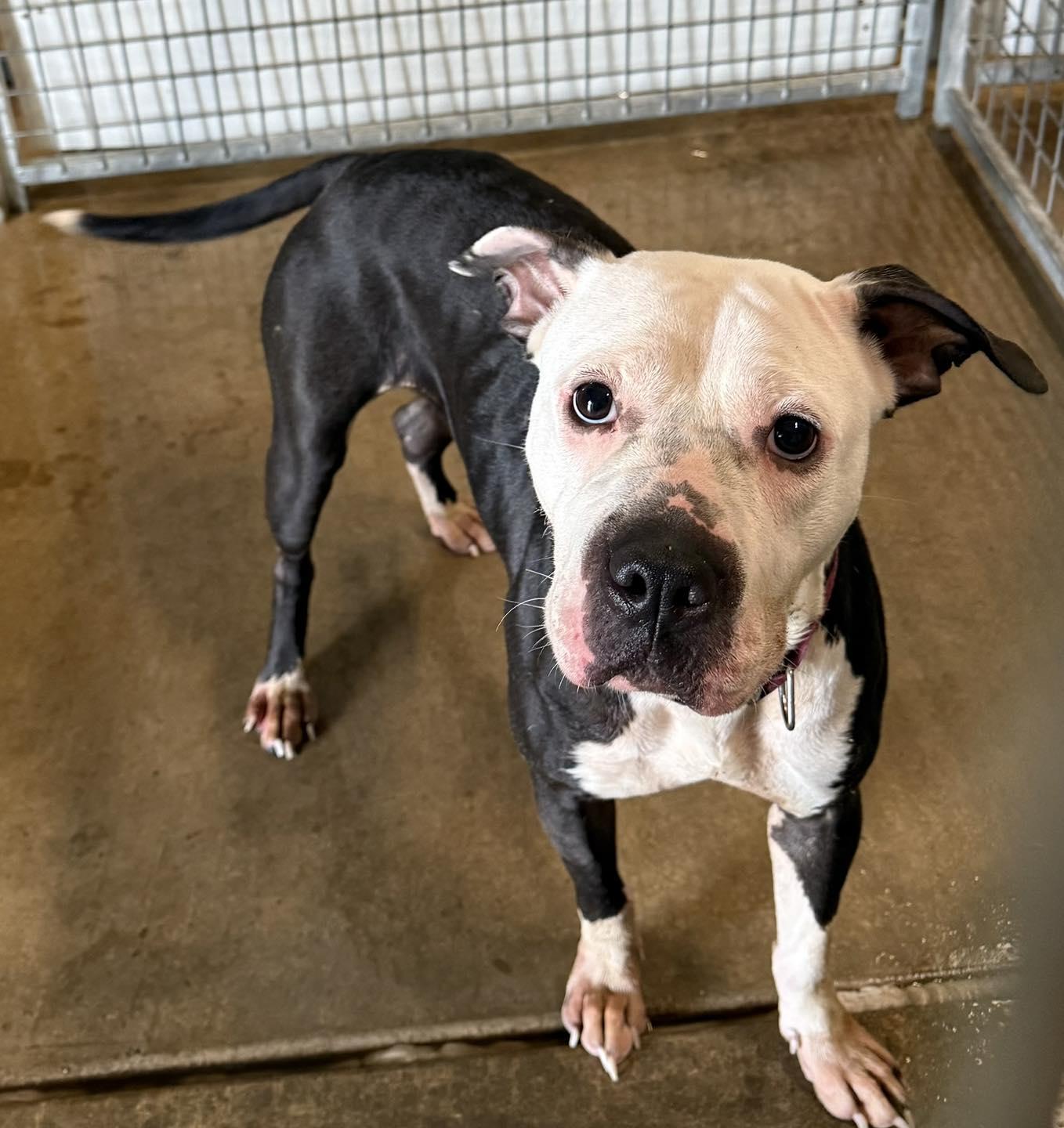 Enlarge Rosie, a Adoptable mixed breed in Winchester, IN image 1/1