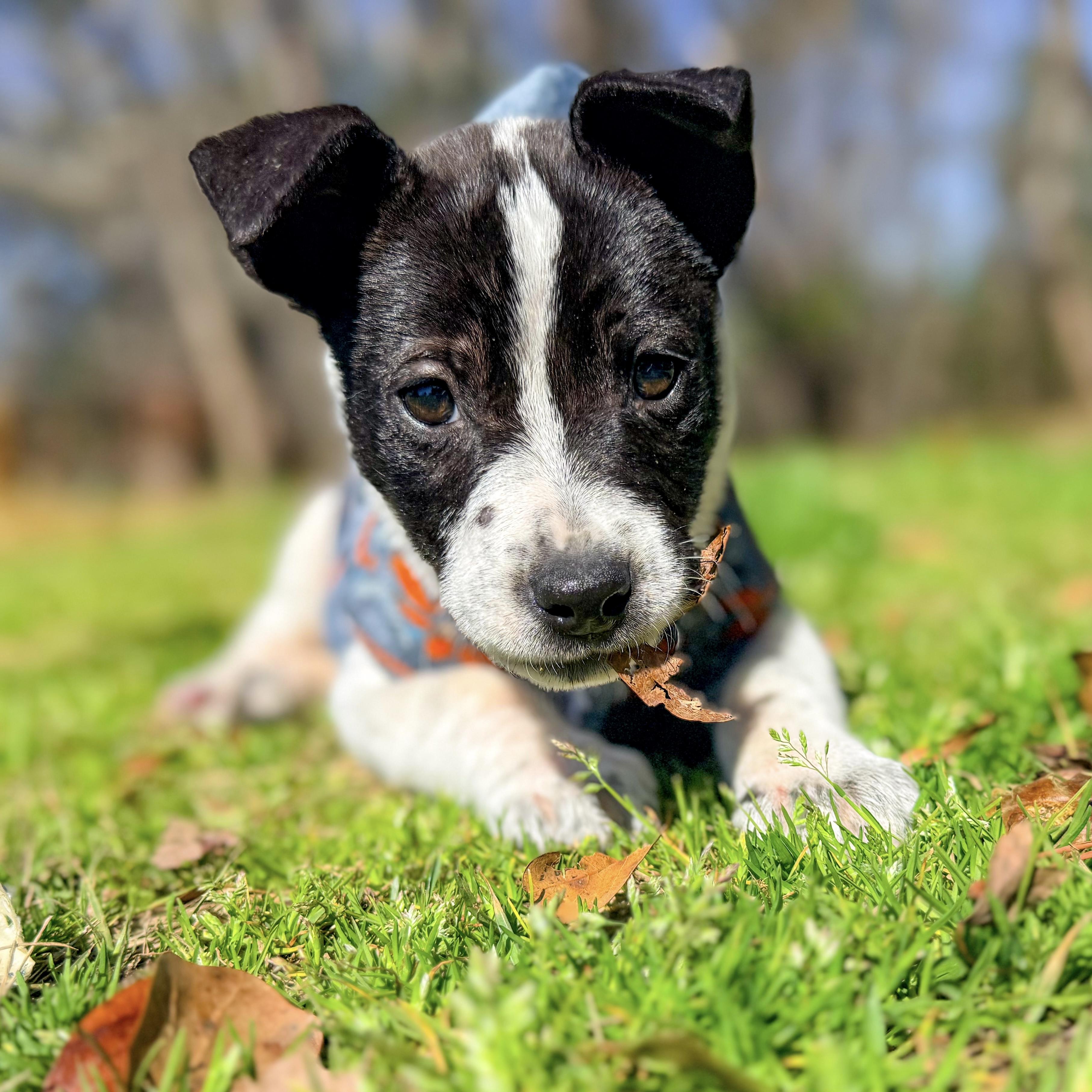 Holler — thumbnail 2