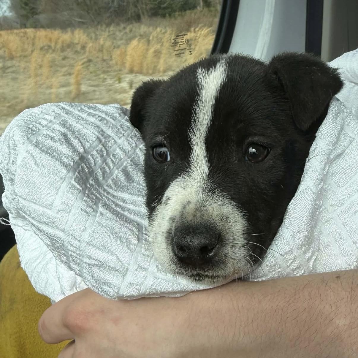 Holler — thumbnail 3