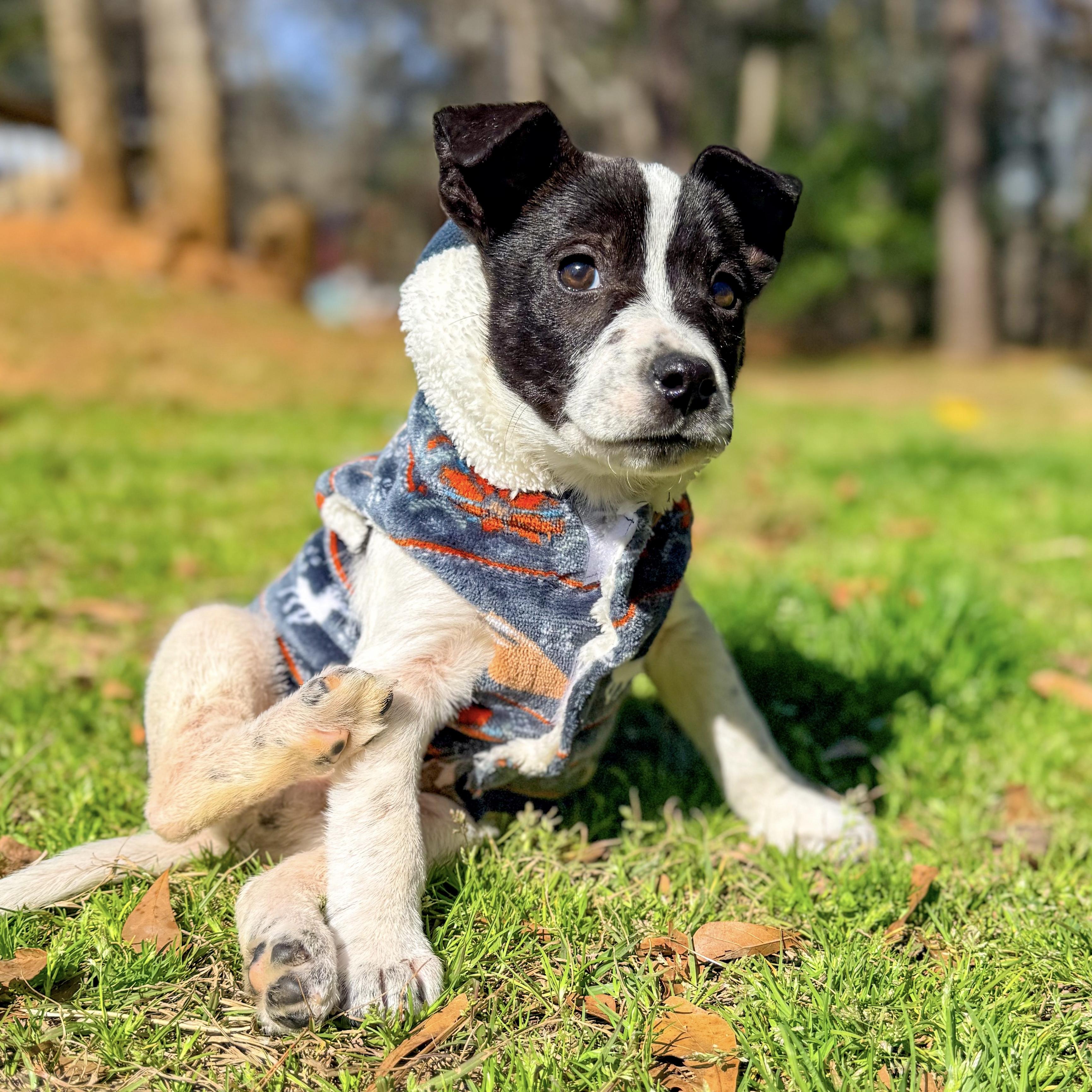 Holler — thumbnail 6