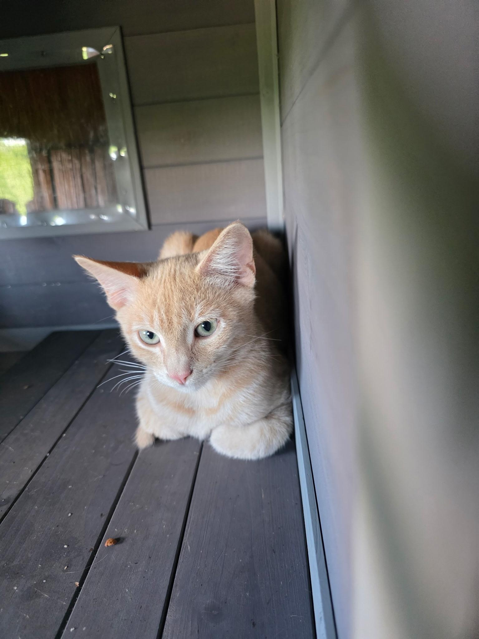 Enlarge Red, a ADOPTABLE Domestic Short Hair in Blairsville, GA image 3/3