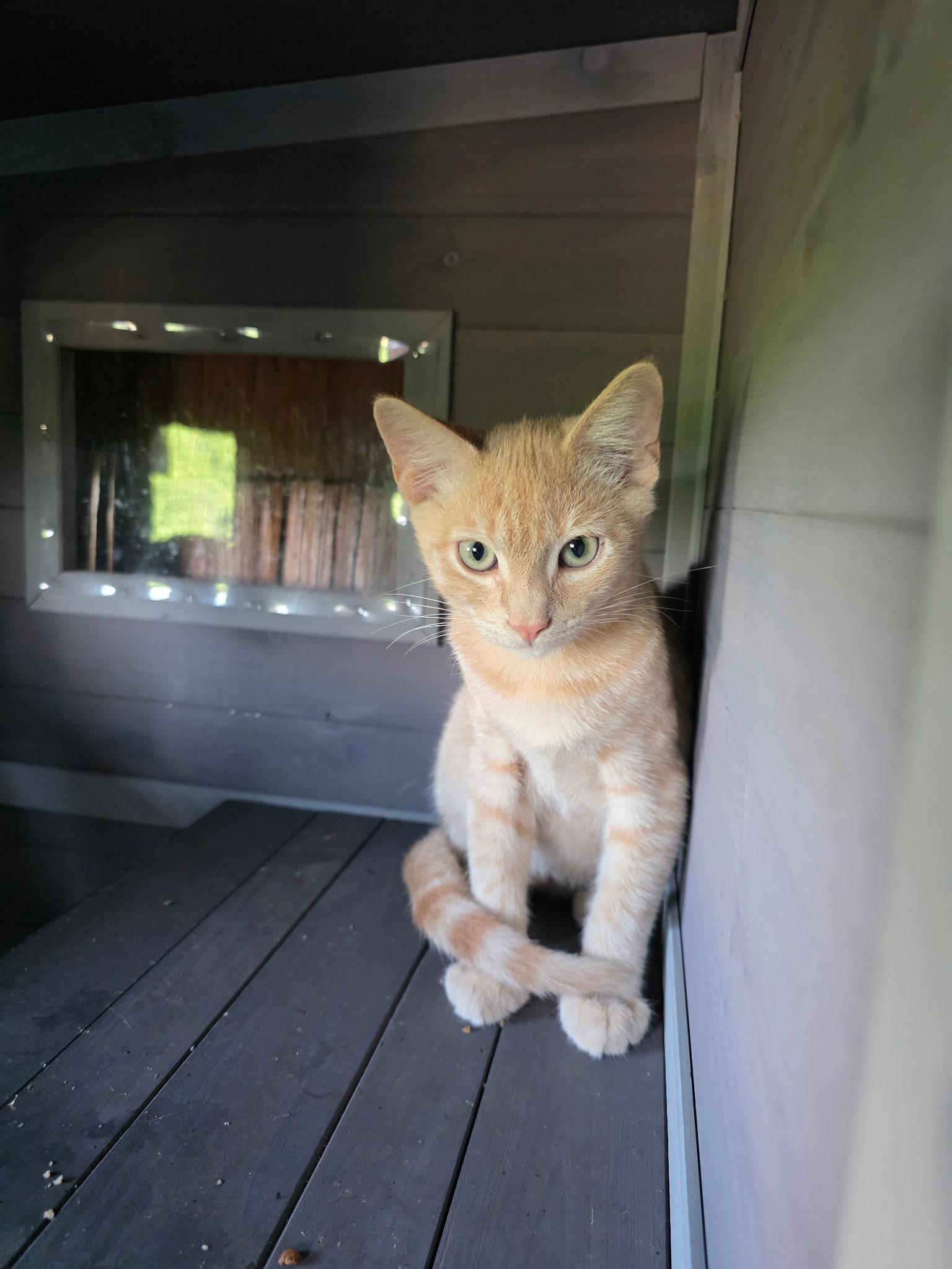 Enlarge Red, a ADOPTABLE Domestic Short Hair in Blairsville, GA image 2/3